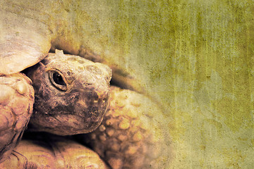 Image showing tortoise