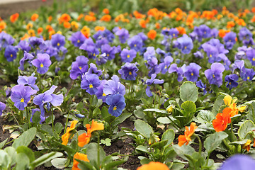 Image showing flower-bed of viola