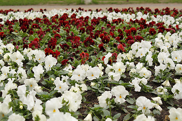 Image showing flower-bed of viola