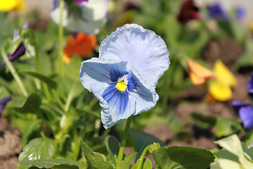 Image showing flower of blue viola