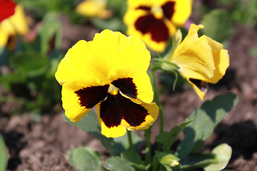 Image showing flower of yellow viola