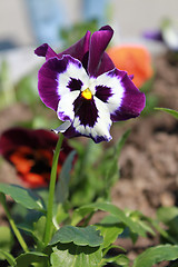 Image showing flower of blue viola