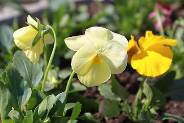 Image showing flower of yellow viola