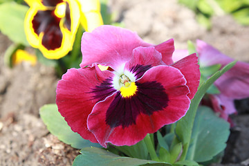 Image showing flower of red viola