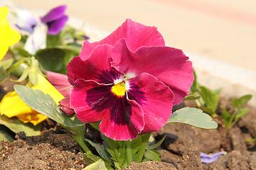 Image showing flower of red viola