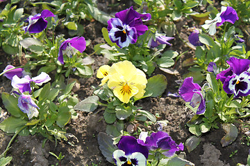 Image showing flower-bed of viola