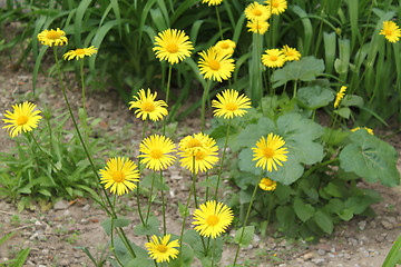 Image showing Camomile