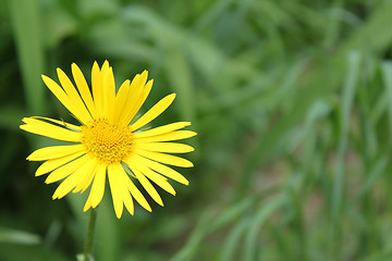 Image showing Camomile