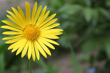 Image showing Camomile