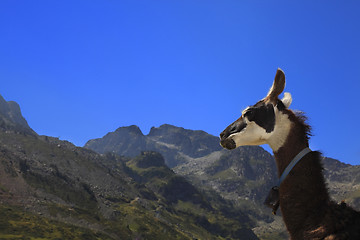 Image showing Lama profile and Pyrenees Mountains