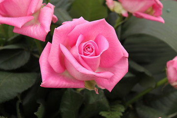 Image showing Bouquet of pink roses