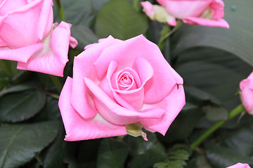 Image showing Bouquet of pink roses