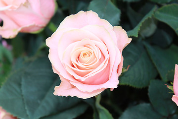 Image showing Bouquet of pink roses