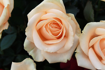 Image showing Bouquet of beige roses