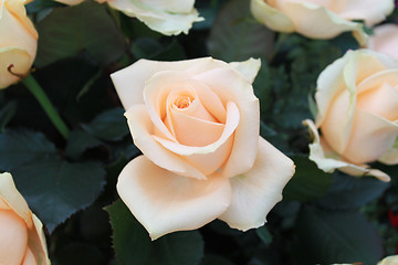 Image showing Bouquet of beige roses