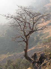 Image showing Lonely Tree