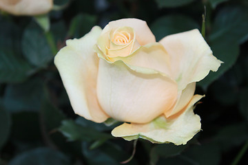 Image showing beige rose