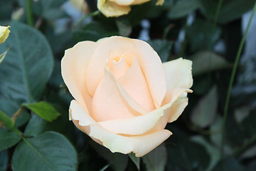 Image showing beige rose