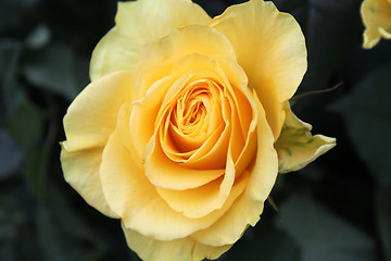 Image showing yellow rose