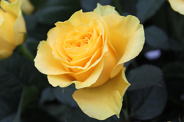 Image showing Bouquet of yellow roses