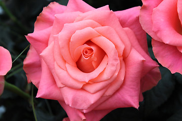 Image showing Bouquet of pink roses