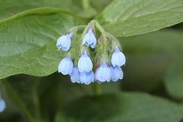 Image showing Blue flowers
