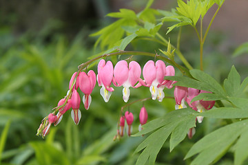 Image showing pink hand bell