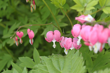 Image showing pink hand bell