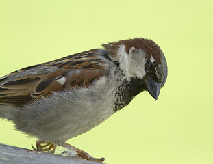 Image showing House sparrow