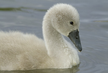 Image showing Young Muted Swan