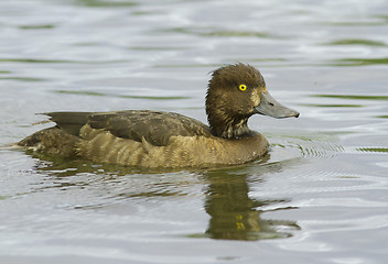 Image showing Tufted duck