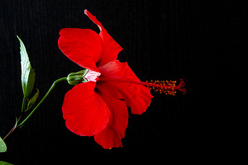 Image showing Hibiscus rosa-sinensis