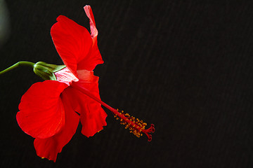 Image showing Hibiscus rosa-sinensis