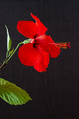 Image showing Hibiscus rosa-sinensis