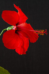 Image showing Hibiscus rosa-sinensis