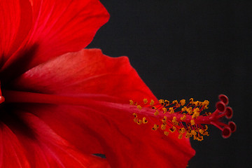 Image showing Hibiscus rosa-sinensis