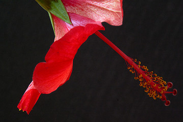 Image showing Hibiscus rosa-sinensis