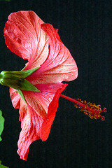 Image showing Hibiscus rosa-sinensis