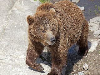 Image showing Brown bear