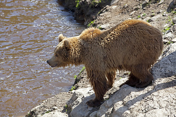 Image showing Brown bear