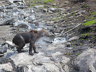 Image showing Brown bear