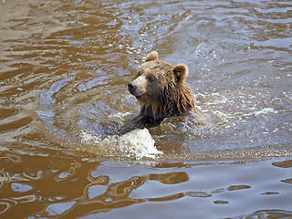 Image showing Brown bear