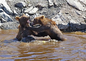 Image showing Brown bear