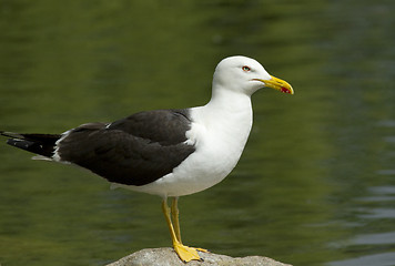 Image showing Lesser Black-backed Gull