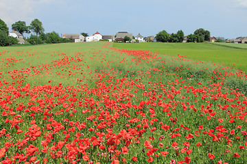 Image showing Poppy flowers