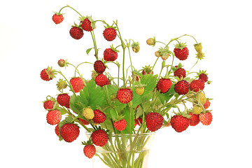 Image showing Wild strawberry