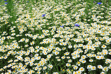 Image showing Chamomile