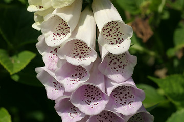 Image showing Foxglove