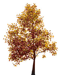 Image showing Colorful autumn tree