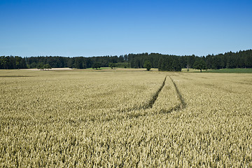 Image showing wheat